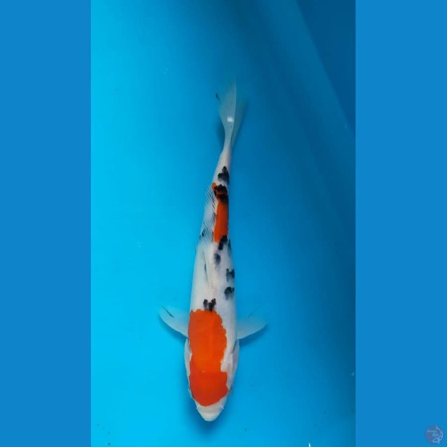 sanke 20cm