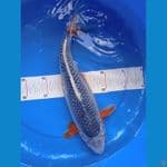 asagi 37cm