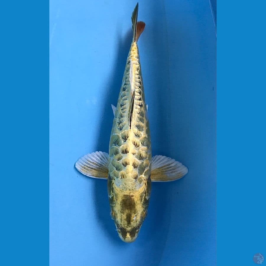 aragoke ginrin 30cm