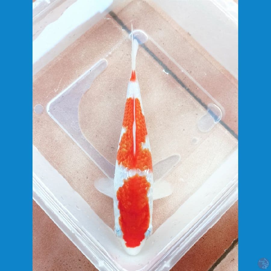Kohaku ginrin 18cm
