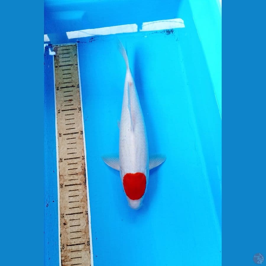 Tacho 33cm