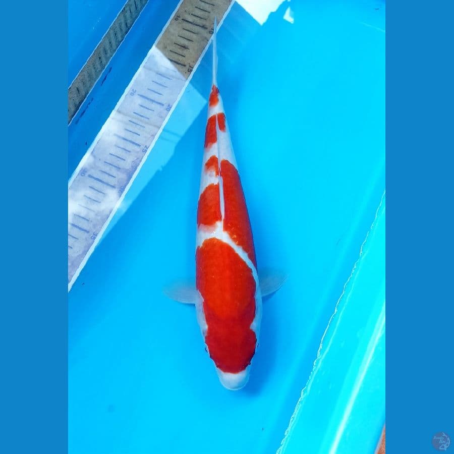Kohaku 34cm