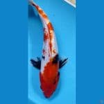 sowa ginrin 23 cm
