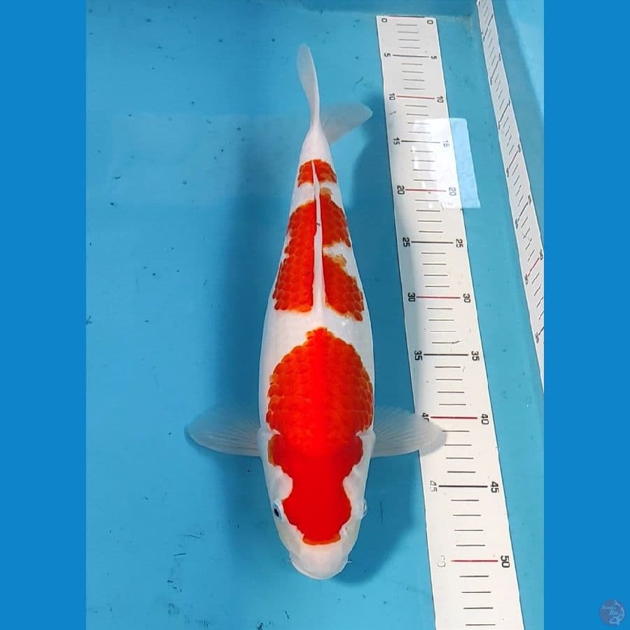 Kohaku 40cm