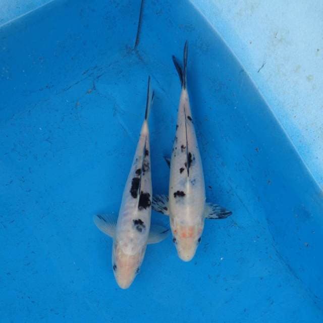 Duo Bekko F1