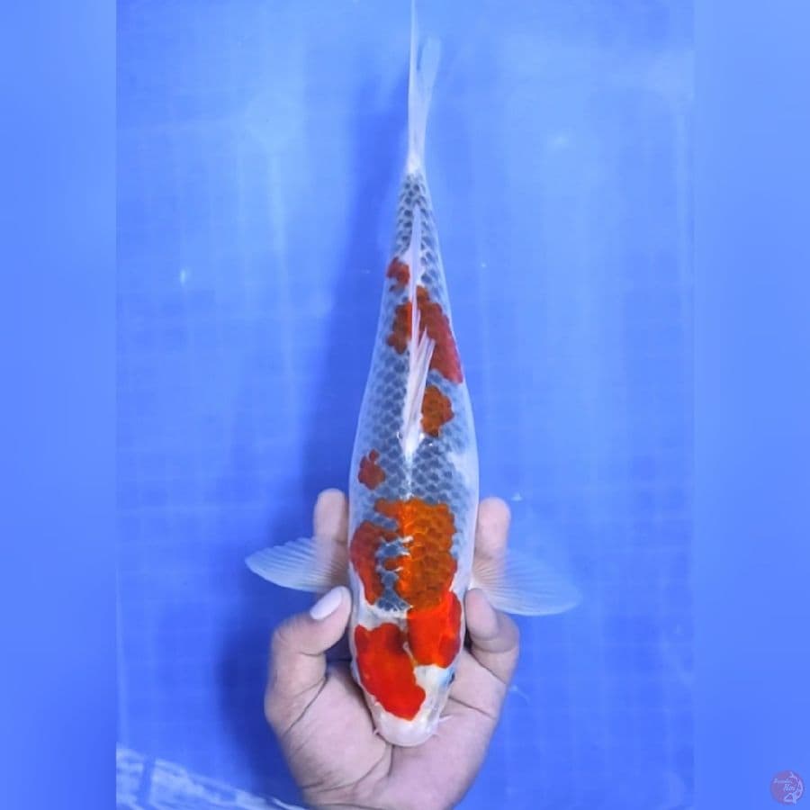 ( 34CM ) GHOSIKI - FEMALE