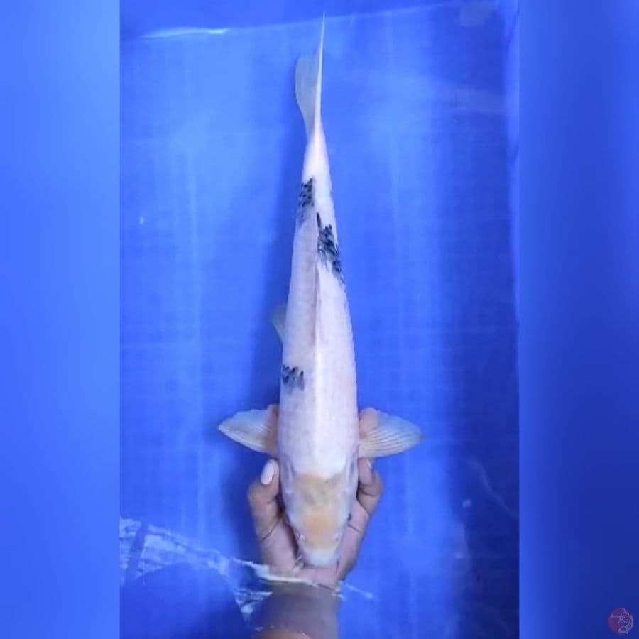 ( 45CM ) JUMBO SHIRO - MALE