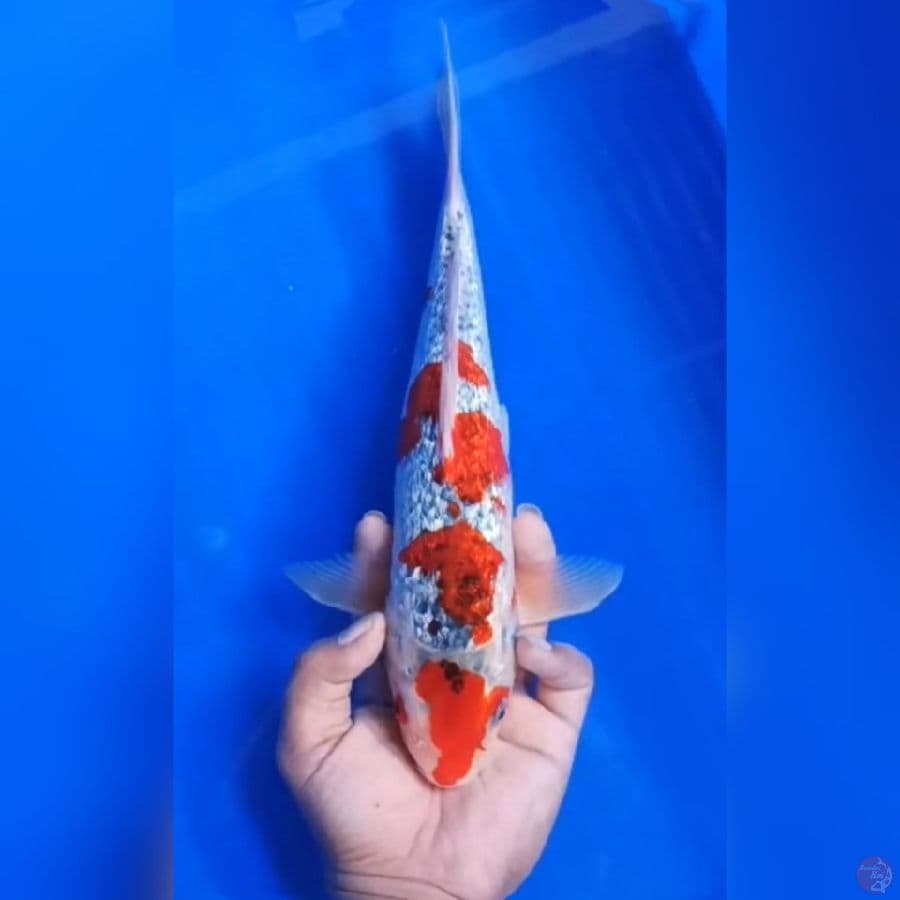 ( 31CM ) GHOSIKI GINRIN - MALE