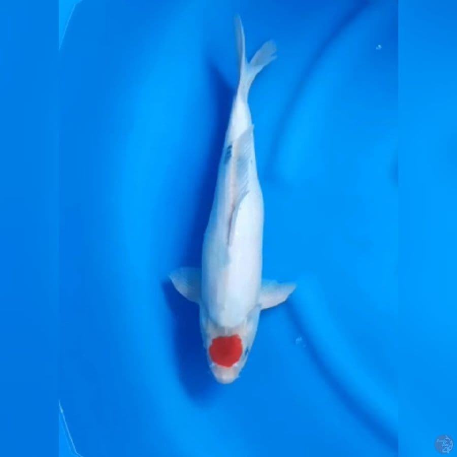 ( 41CM ) TANCHO TATEGOI ORI - MALE