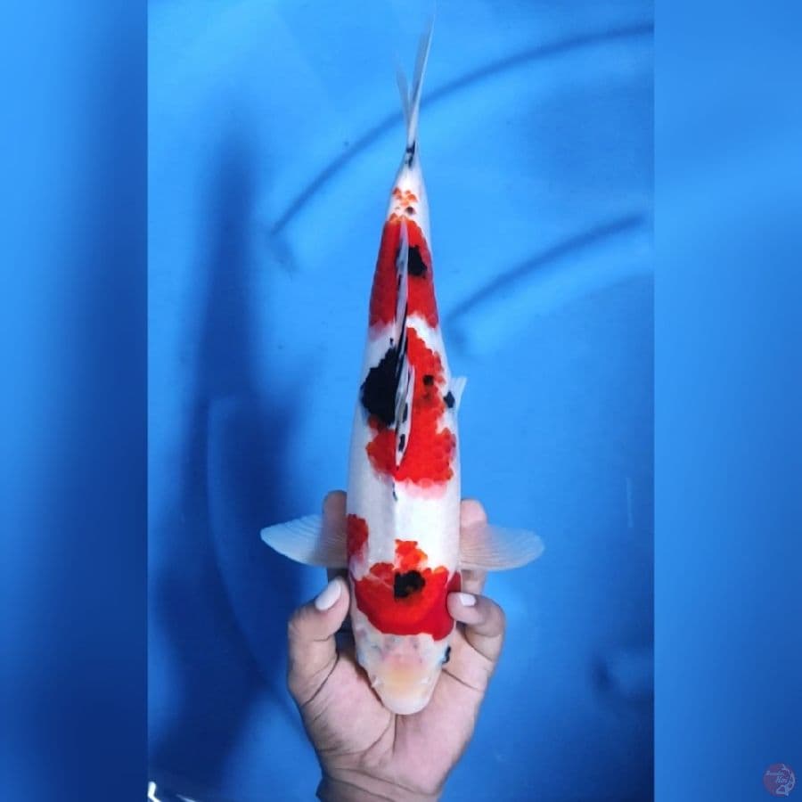 ( 35CM ) SANKE ORIGINAL - MALE