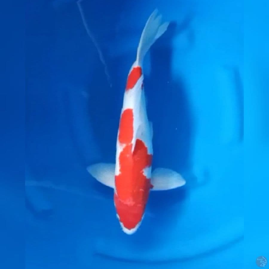 ( 42CM ) KOHAKU ORIGINAL - MALE
