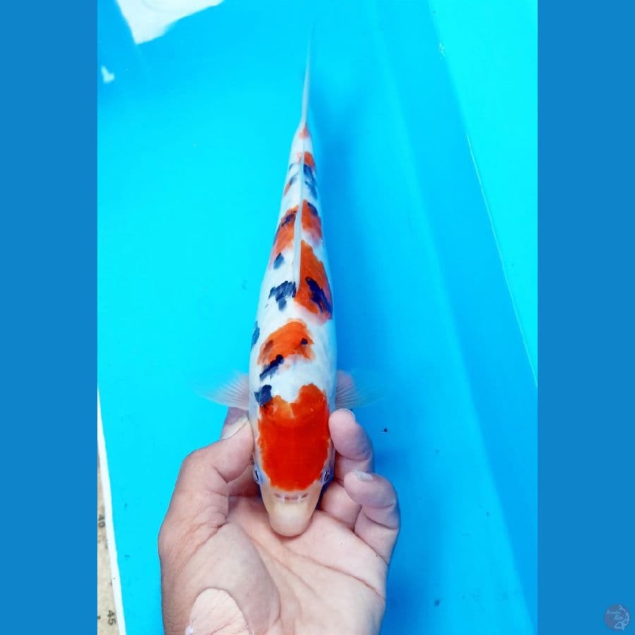 Sanke doit 29cm male