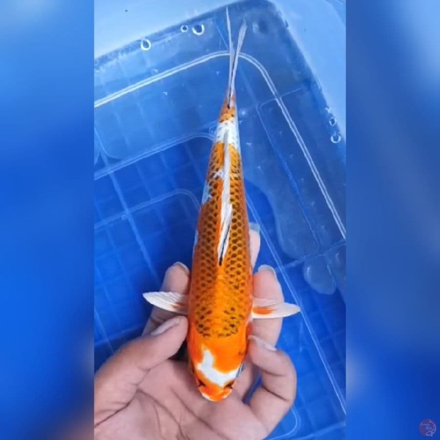( 20CM ) KUJAKU MANTAP - MALE