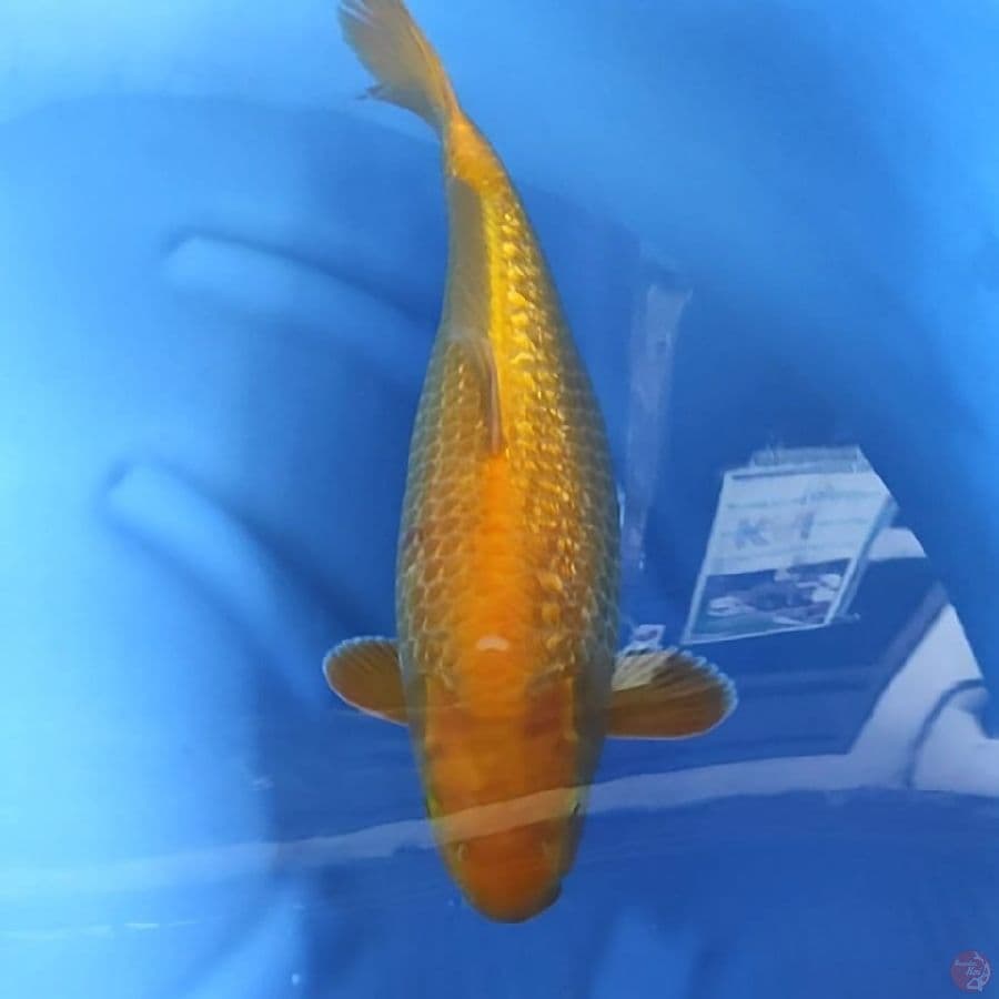 ( 43CM ) KARASHI GINRIN BULKY - FEMALE