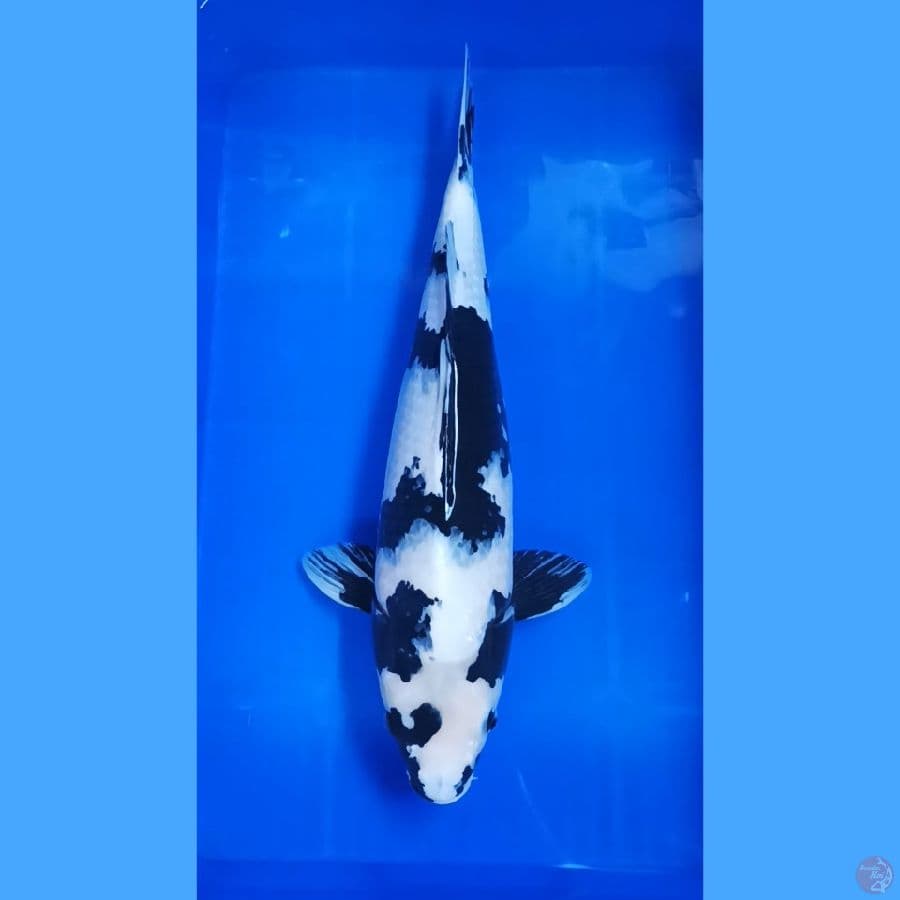 ( 52CM ) JUMBO SHIRO QUALITY - FEMALE