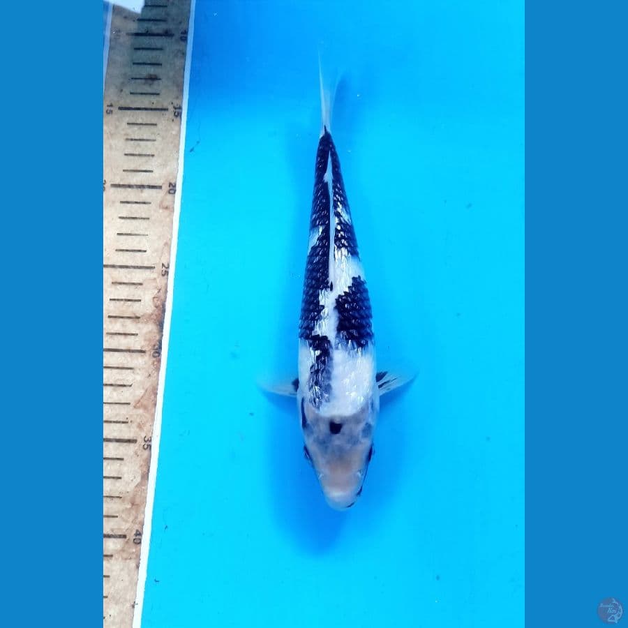 Shiro ginrin 26cm
