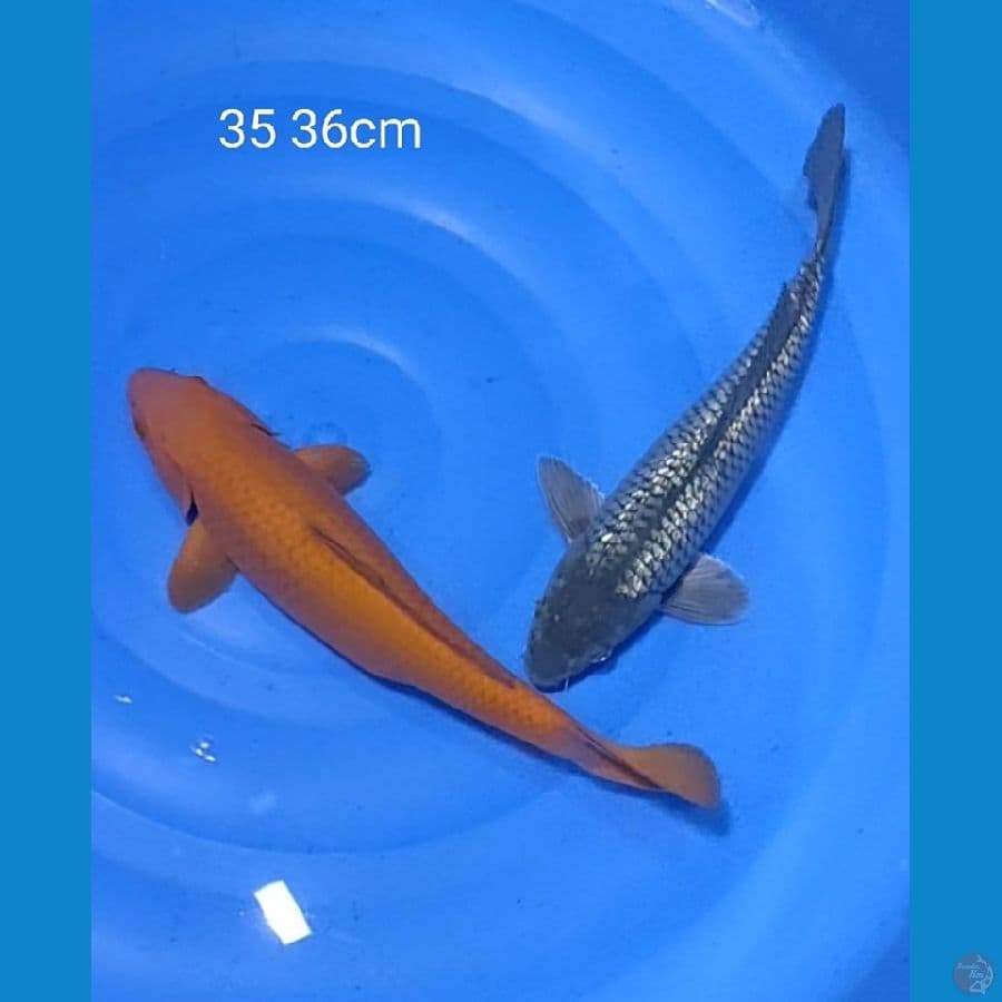 Tembaga dan black diamond 35 36cm