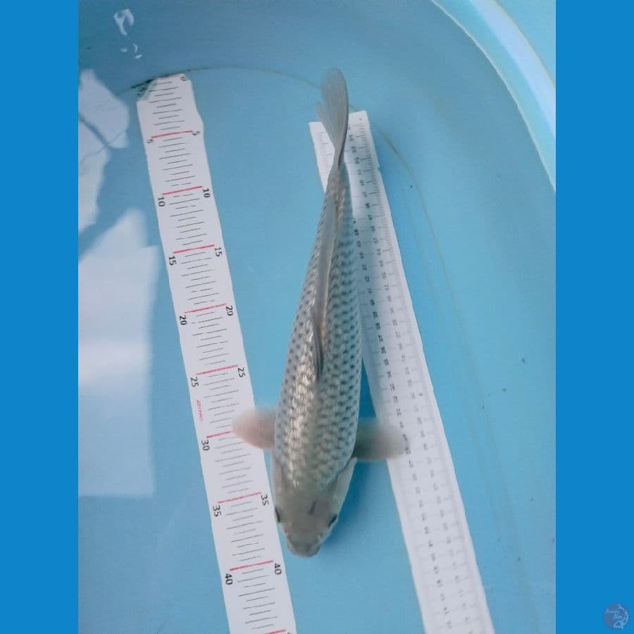 sogin 35cm