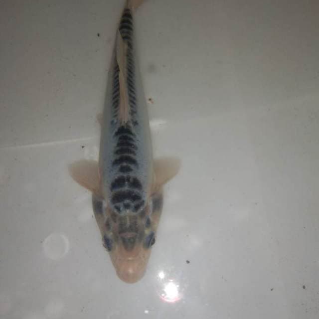 Shusui 17cm 
