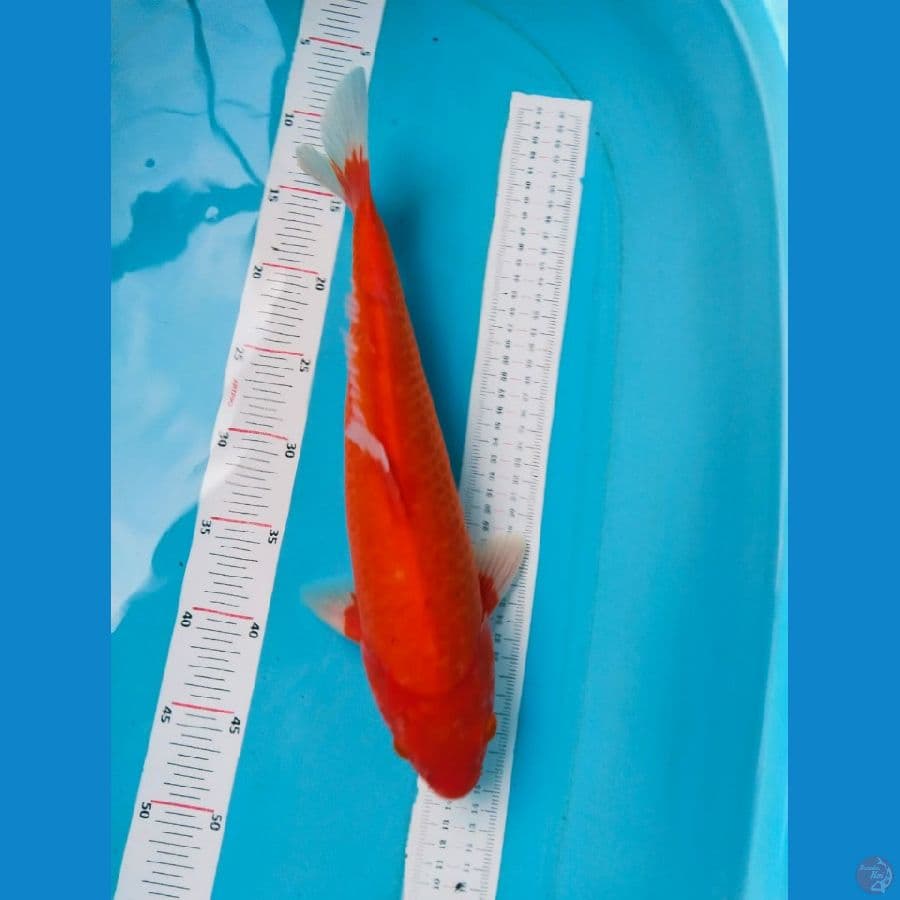 akahajiro38cm