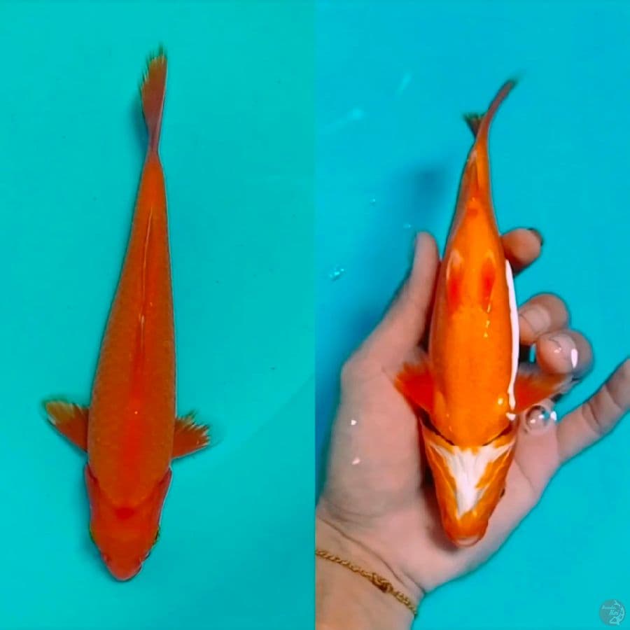 orenji 20cm
