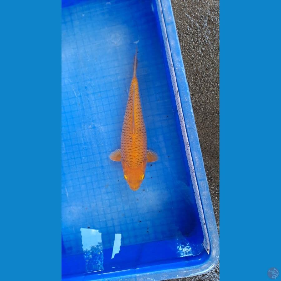 karamel