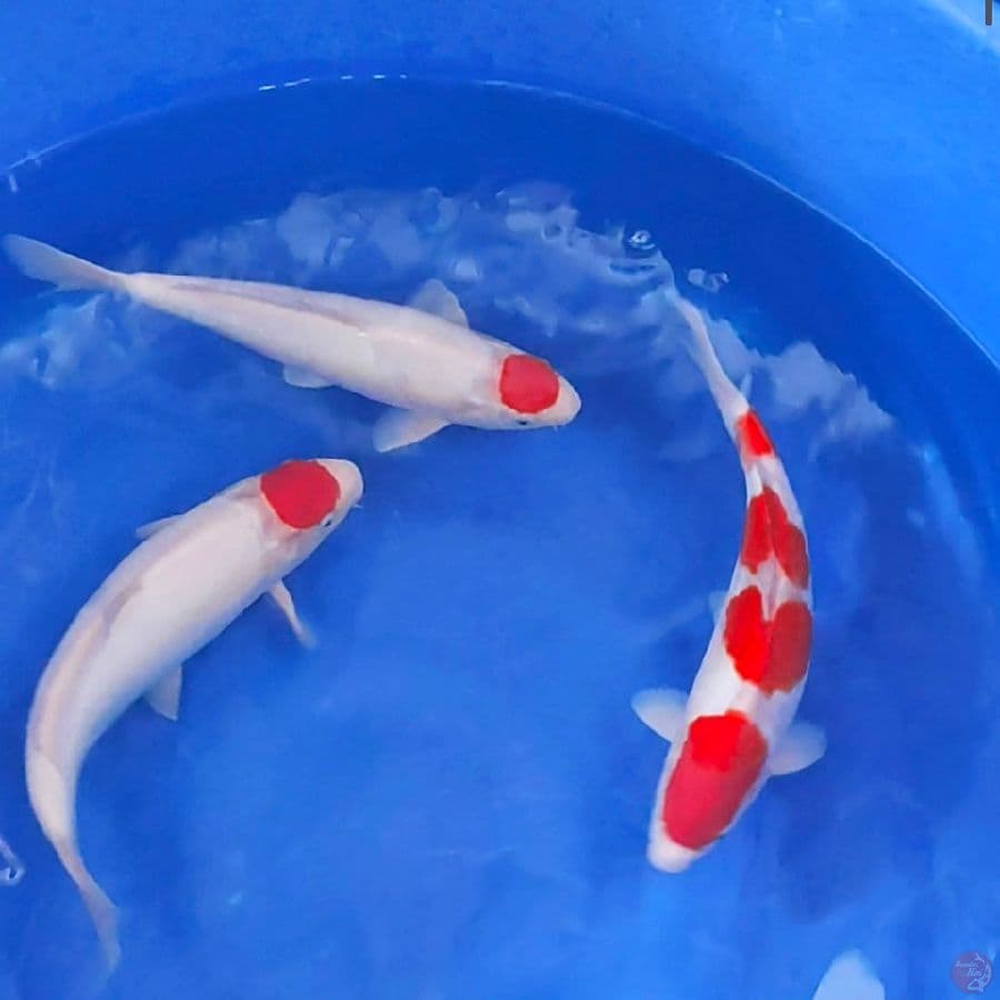 ALQUT - KOHAKU DAN TC KOHAKU 36-40BU