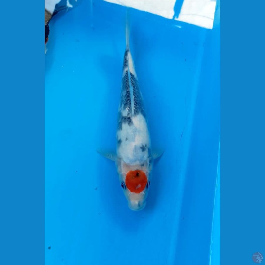 Tc showa 24cm