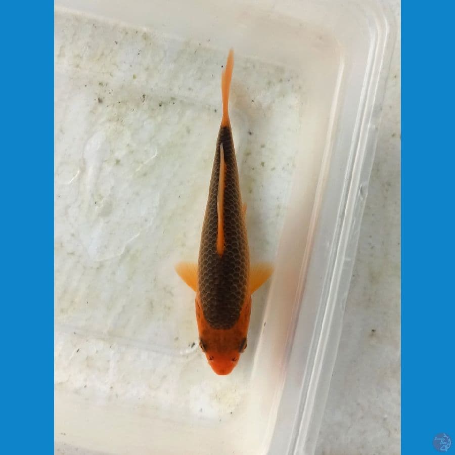 Aka madsuba 13cm