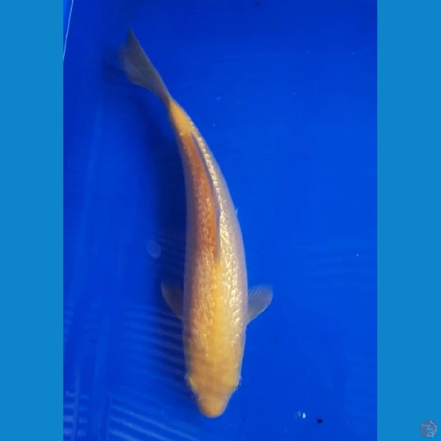 karasi ginrin
