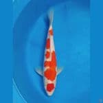 MAPAN - 36 CM KOHAKU FEMALE