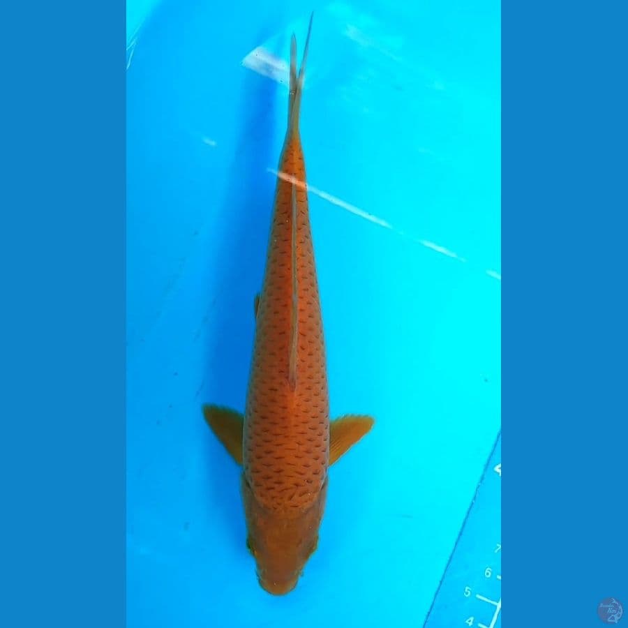 karamel 21 cm jantan