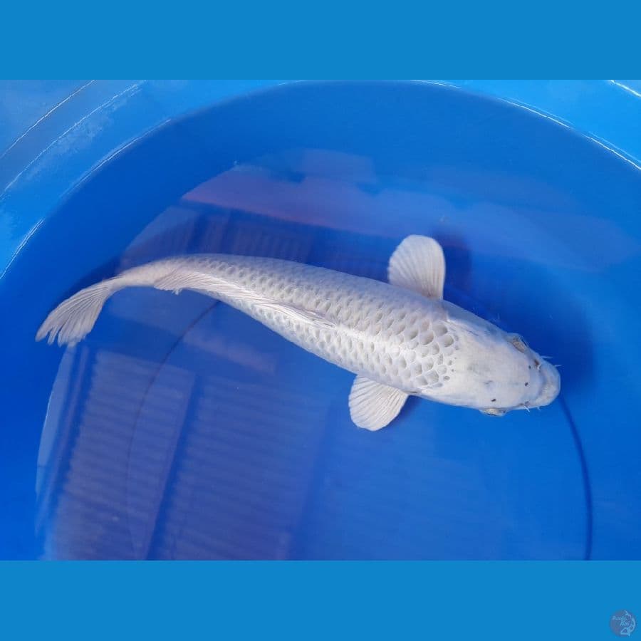 Mukhasi 41cm