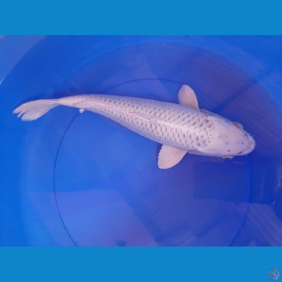 Mukhasi 41cm