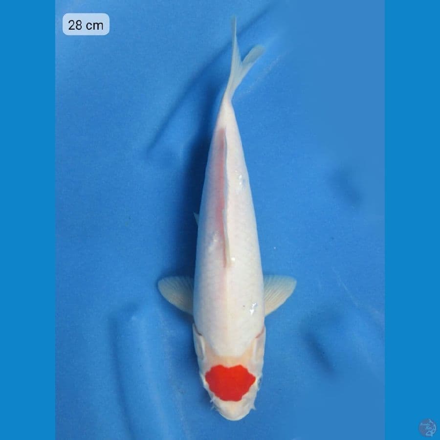 28cm - Tancho 