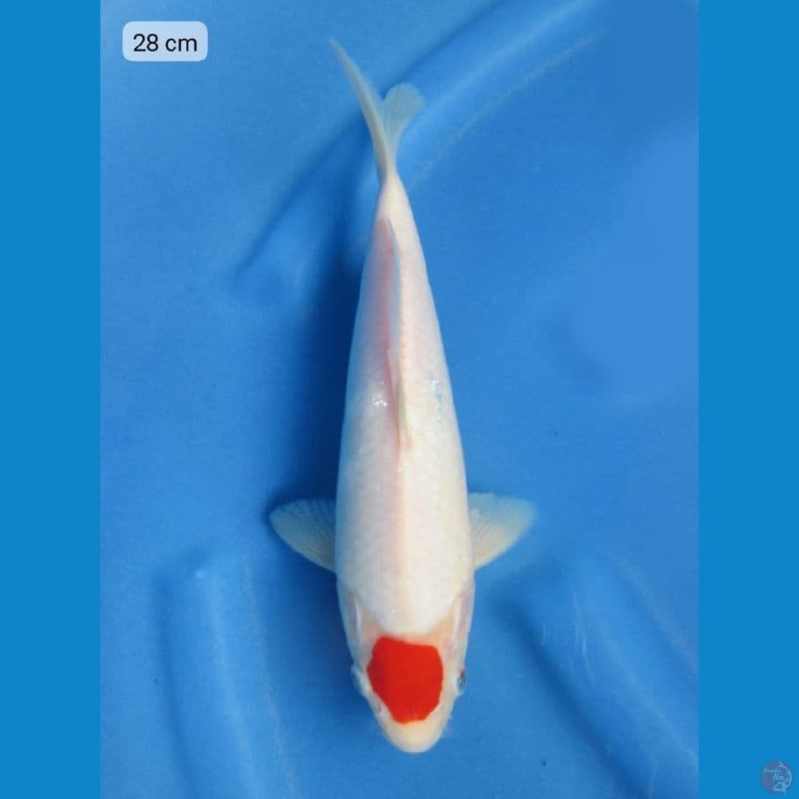 28cm - Tancho