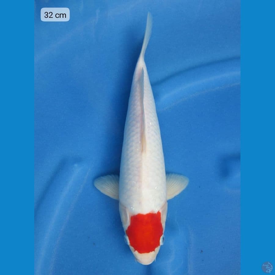 32cm - Tancho