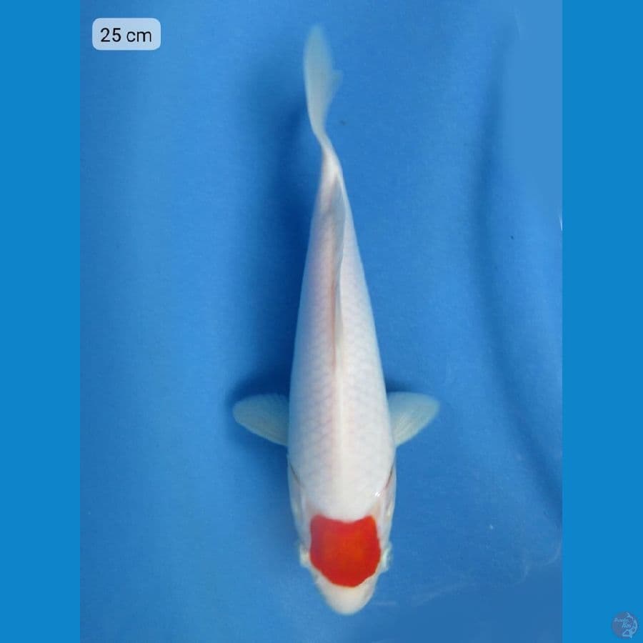 25cm - Tancho 