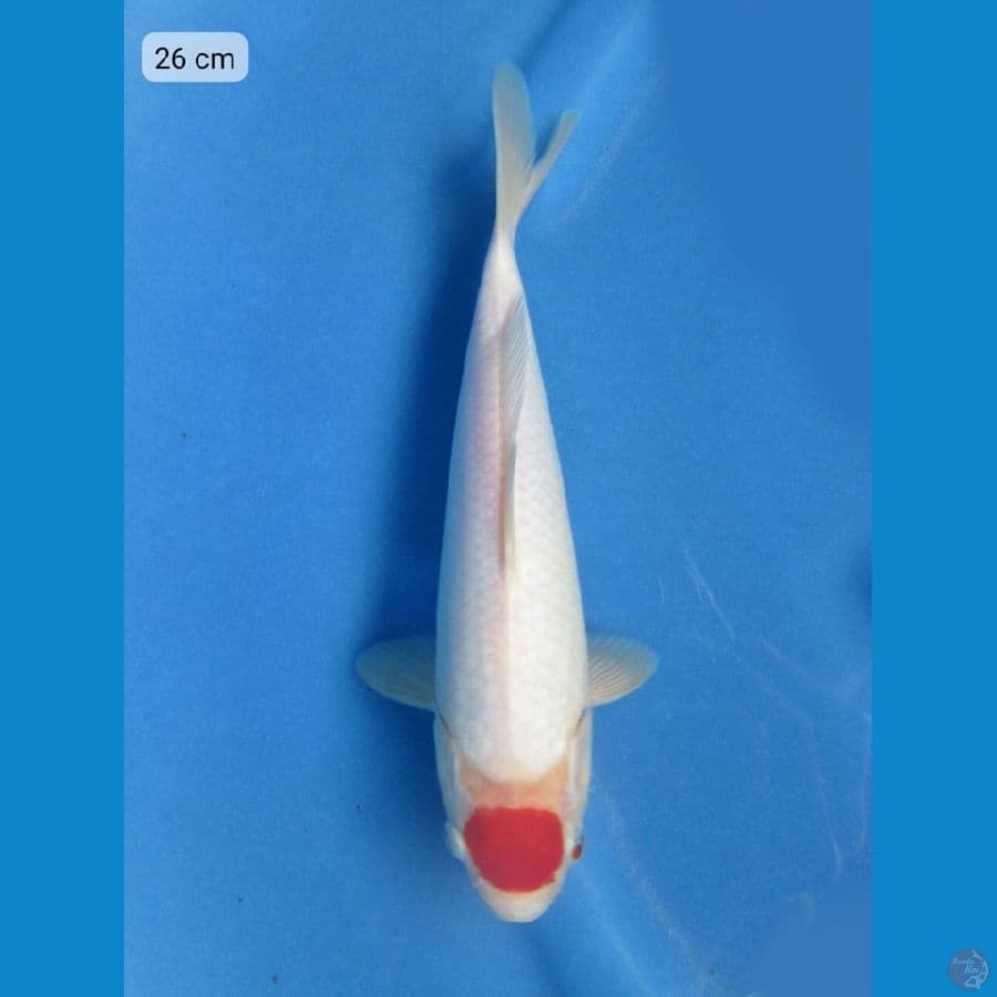 26cm - Tancho