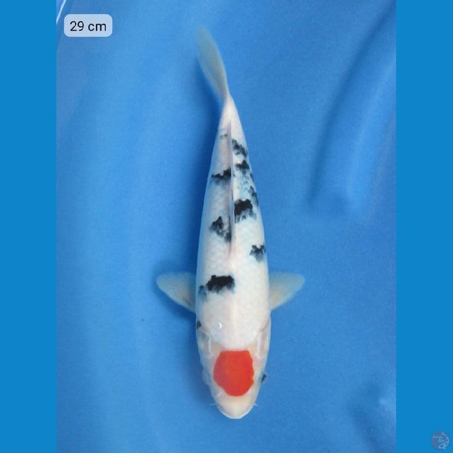 29cm - tancho