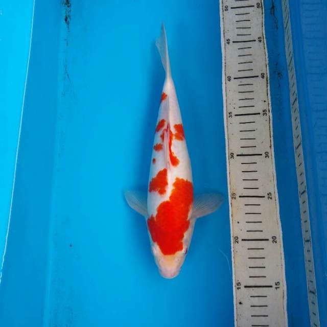 Kohaku