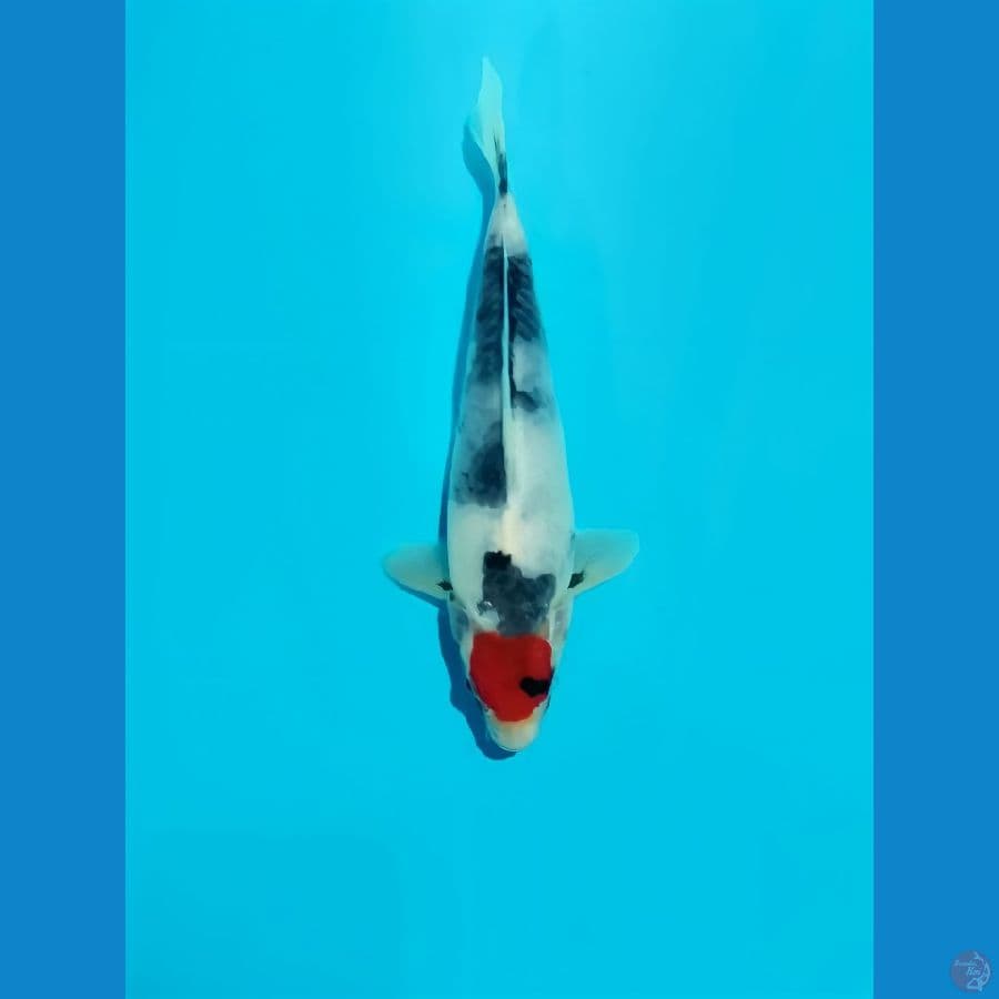 TC showa, 23cm male