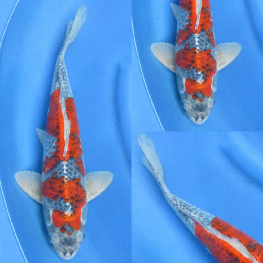 42cm , Goshiki Racing