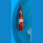 Kohaku Kingirin 
