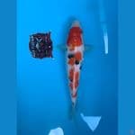 28cm sanke
