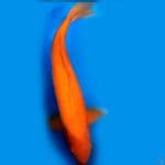 Red karashi Male 50cm