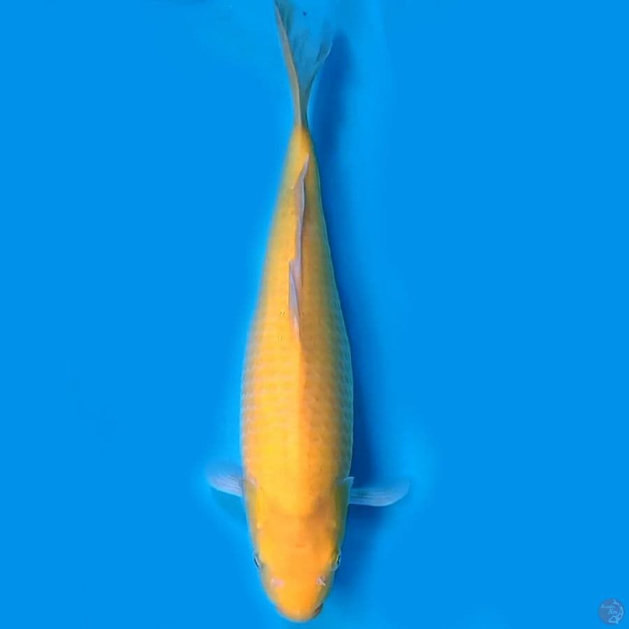 Male 44cm Good body