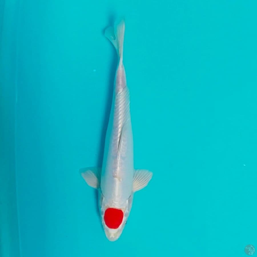 pejantan tc kikusui 33cm