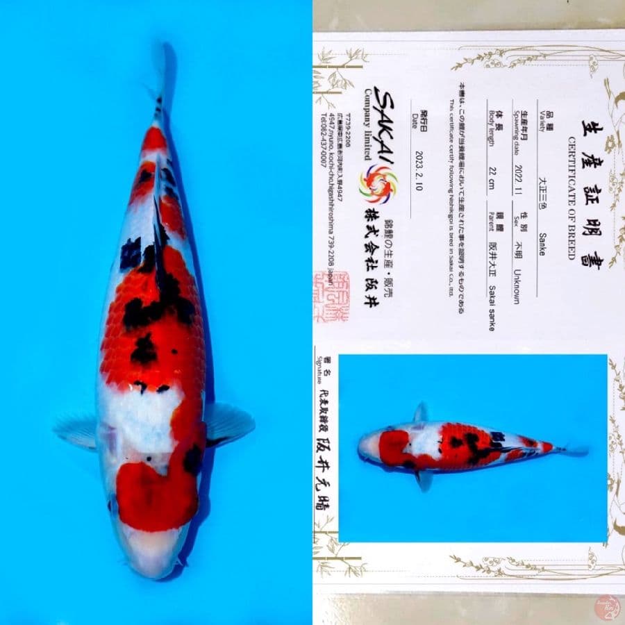 SAKAI YONDAN SANKE HQ 34CM