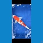 Kohaku 36 cm
